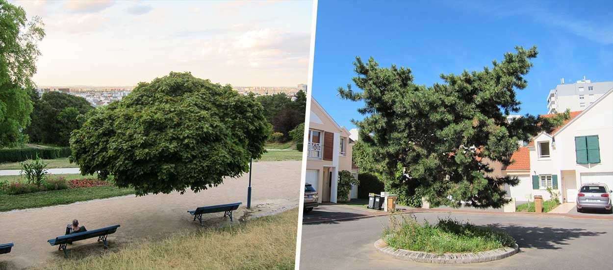 Ce photographe retouche ses photos d'arbres pour changer le regard sur la nature urbaine