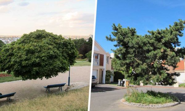 Ce photographe retouche ses photos d'arbres pour changer le regard sur la nature urbaine