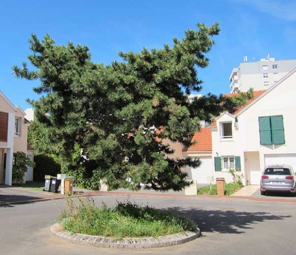 Ce photographe retouche ses photos d'arbres pour changer le regard sur la nature urbaine