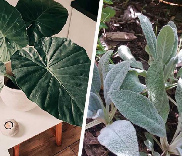 Connaissez-vous ces 5 plantes qui ressemblent à des oreilles d'animaux ?