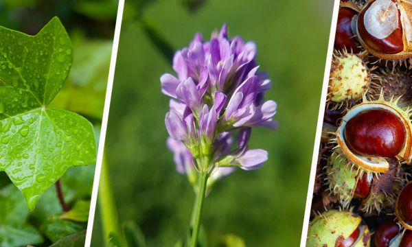 4 plantes que vous pouvez utiliser pour faire votre propre lessive écolo