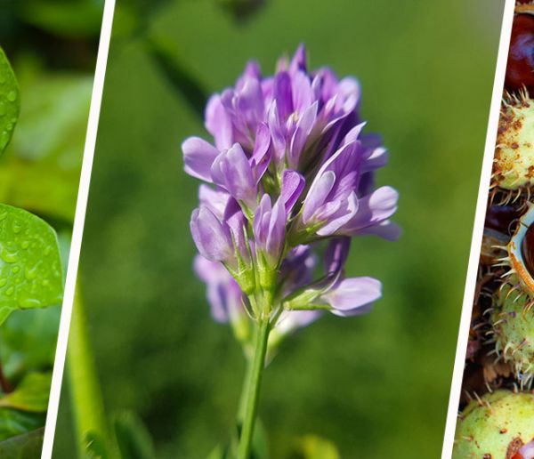 4 plantes que vous pouvez utiliser pour faire votre propre lessive écolo