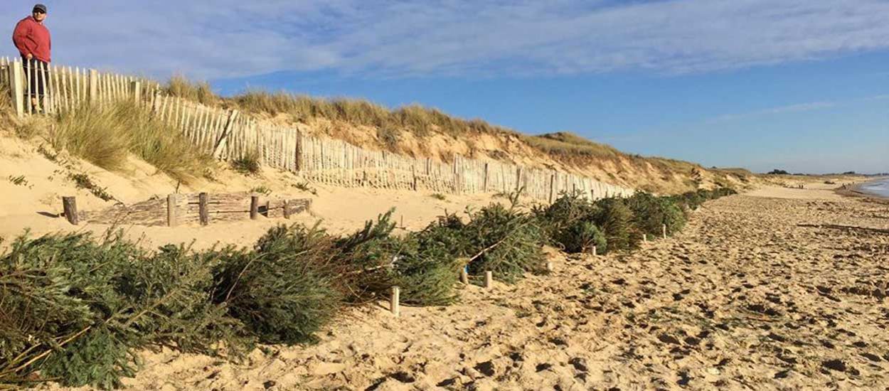 Érosion du littoral : les sapins de Noël vont sauver les dunes de l'île de Ré