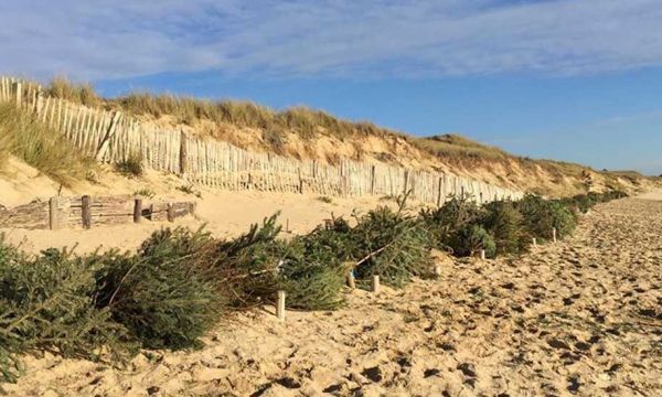 Érosion du littoral : les sapins de Noël vont sauver les dunes de l'île de Ré