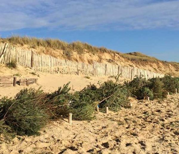Érosion du littoral : les sapins de Noël vont sauver les dunes de l'île de Ré