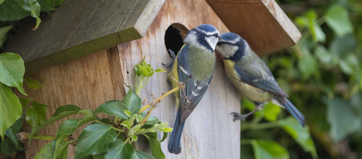 Voici les oiseaux qui mangent les chenilles processionnaires et protègent votre jardin