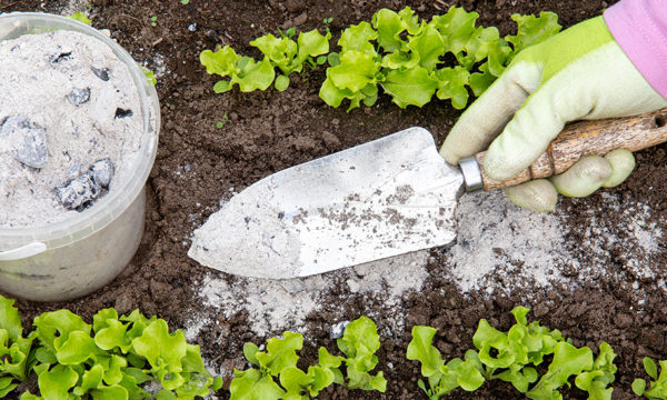 Jardin, ménage, compost... tout ce que vous pouvez faire avec de la cendre de bois