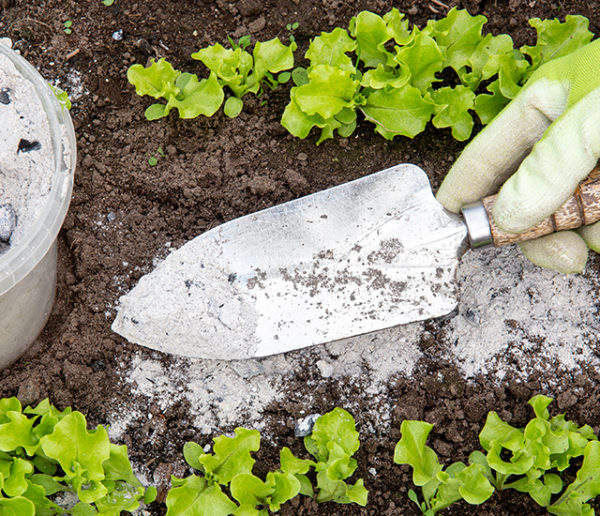 Jardin, ménage, compost... tout ce que vous pouvez faire avec de la cendre de bois