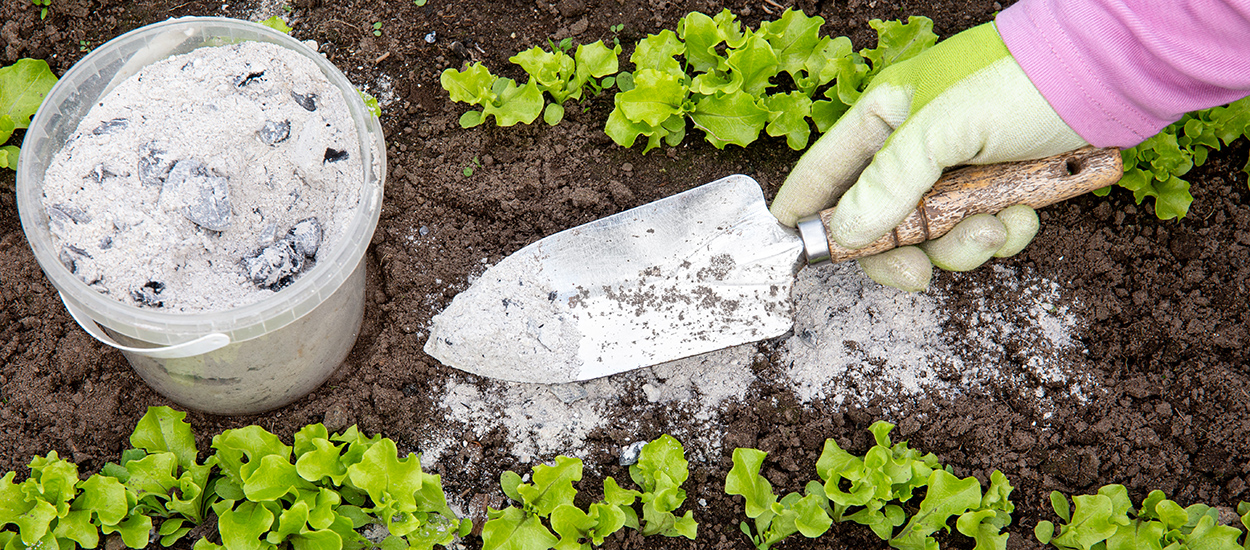 Jardin, ménage, compost... tout ce que vous pouvez faire avec de la cendre de bois