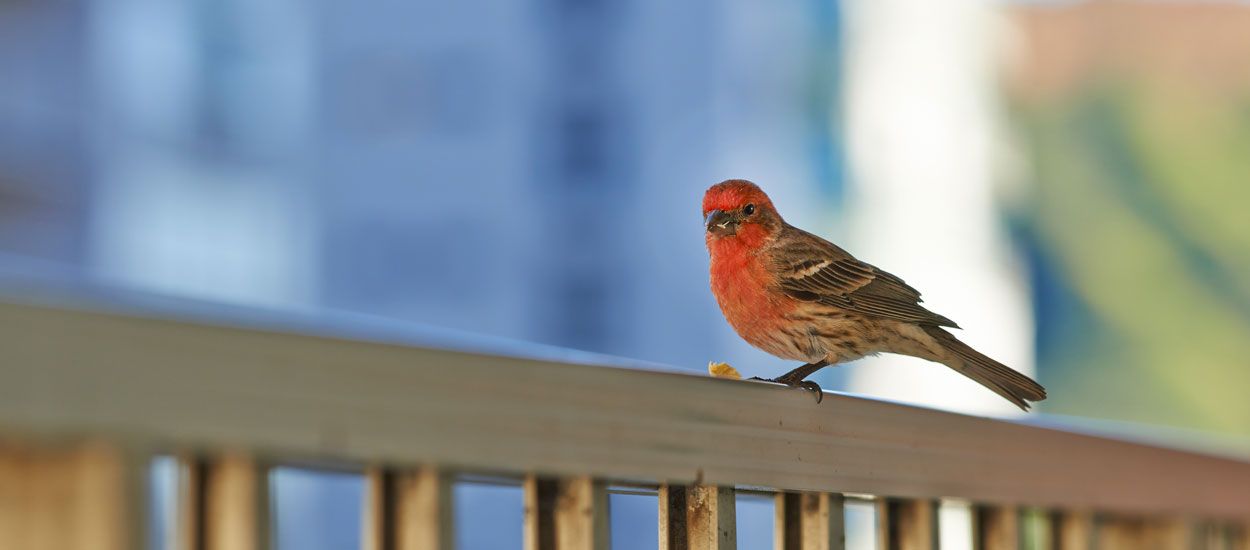 Comment transformer votre balcon en refuge pour la biodiversité ?