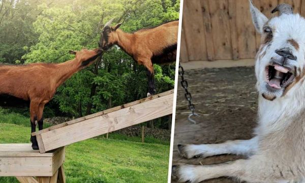 10 idées pour créer le parc à chèvres ultime dans votre jardin