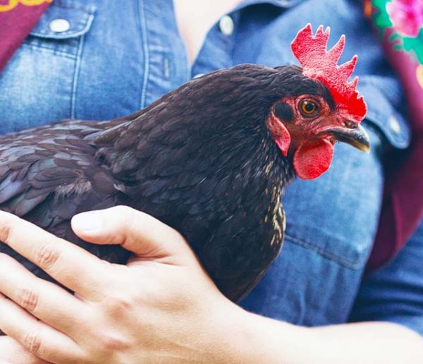 Dans ce restaurant, à l'addition, vous repartez avec une poule sauvée de l'abattoir