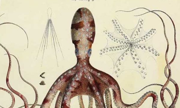 Pour décorer votre intérieur, voici 150 000 illustrations botaniques et animales à télécharger gratuitement
