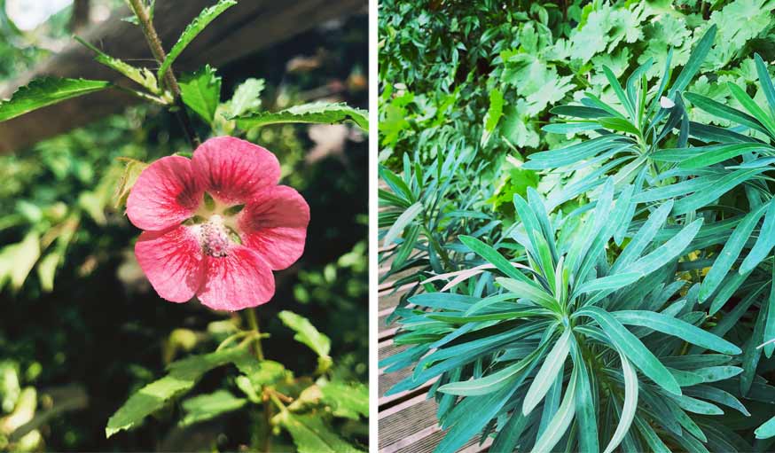 fleurs et plantes jardin exotique en ville