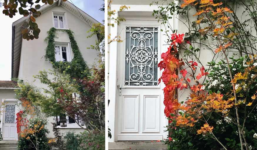 végétalisation façade d'une maison de ville