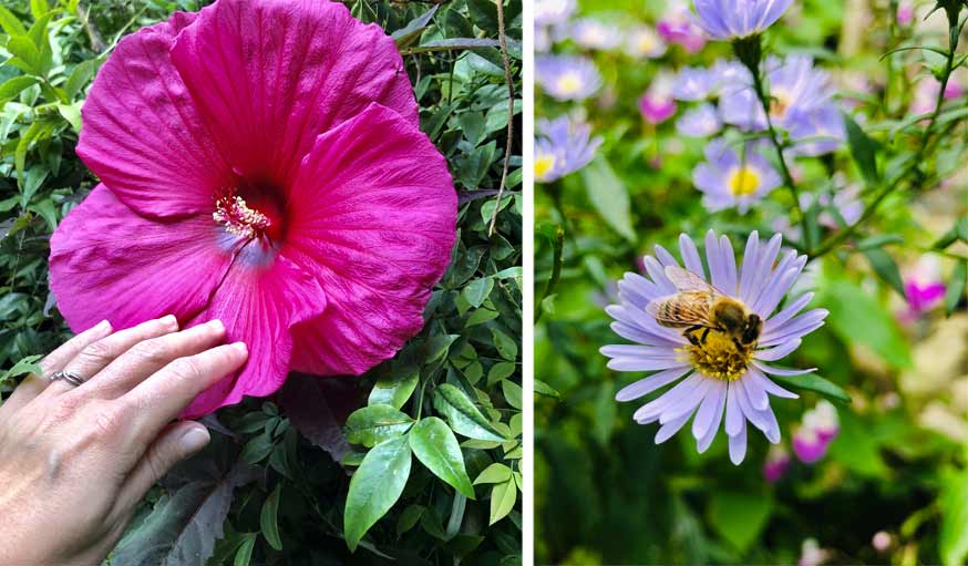 hibiscus des marais