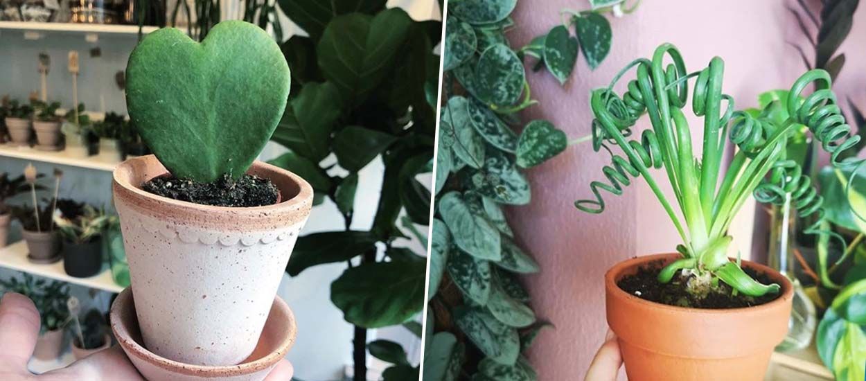 6 plantes pour lutter contre le blues de l'hiver