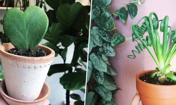 6 plantes pour lutter contre le blues de l'hiver