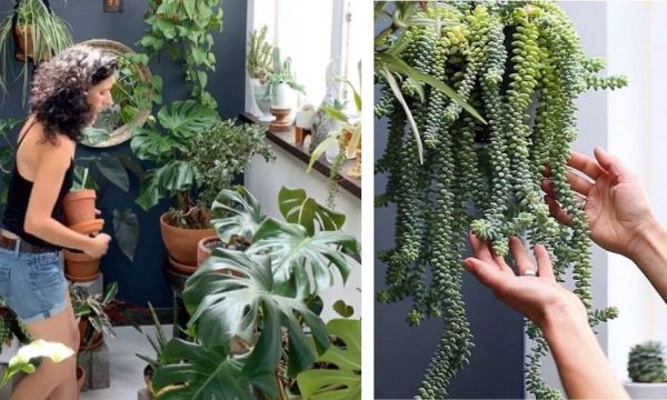 Karina, propriétaire de 200 plantes : 