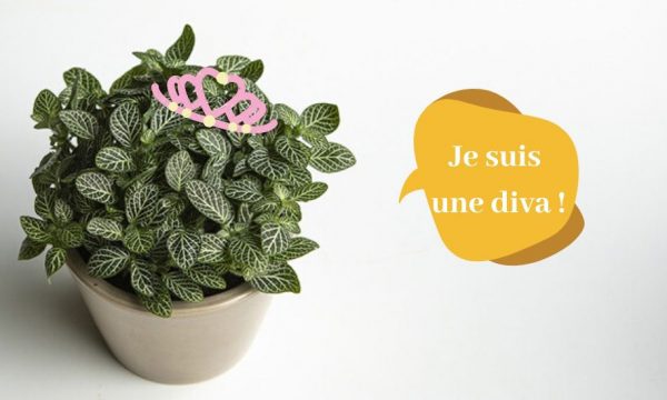 Cette plante drama queen fait sembler de mourir quand elle a soif