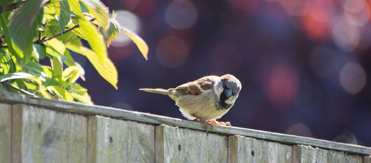 Pendant le confinement, recensez les oiseaux de votre jardin !