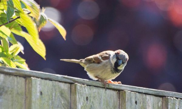 Pendant le confinement, recensez les oiseaux de votre jardin !