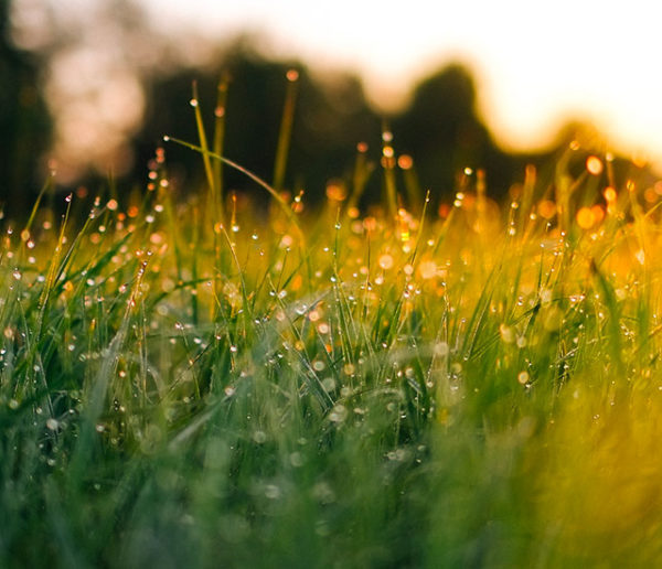 Calendrier du jardinier : Voici comment entretenir votre pelouse toute l'année