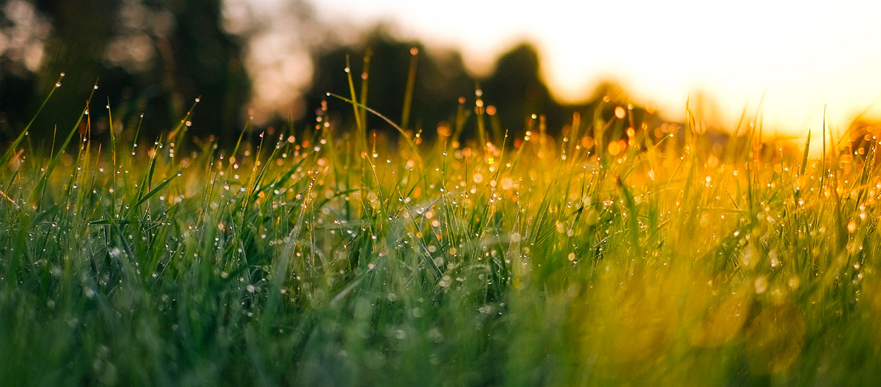 Calendrier du jardinier : Voici comment entretenir votre pelouse toute l'année