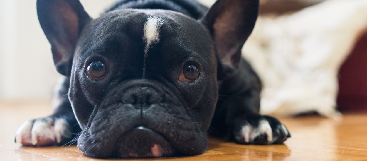 La SPA se mobilise contre l'abandon des animaux pendant l'épidémie et donne ses consignes