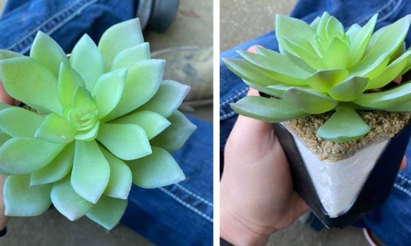 Après deux ans d'entretien, elle se rend compte que sa plante verte est en plastique !