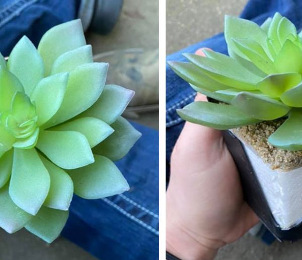 Après deux ans d'entretien, elle se rend compte que sa plante verte est en plastique !