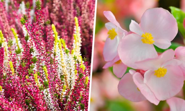 Ces plantes sont parfaitement adaptées à un jardin ombragé