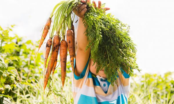 Suivez des cours de jardinage gratuits toute la semaine sur Internet