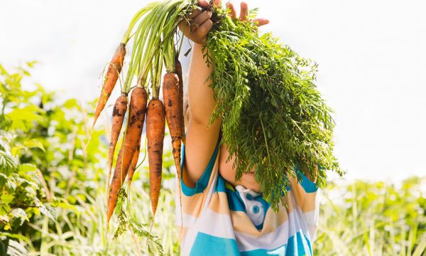 Suivez des cours de jardinage gratuits toute la semaine sur Internet