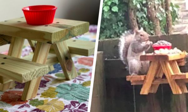 Pour s'occuper, il fabrique une table à pique-nique pour écureuils