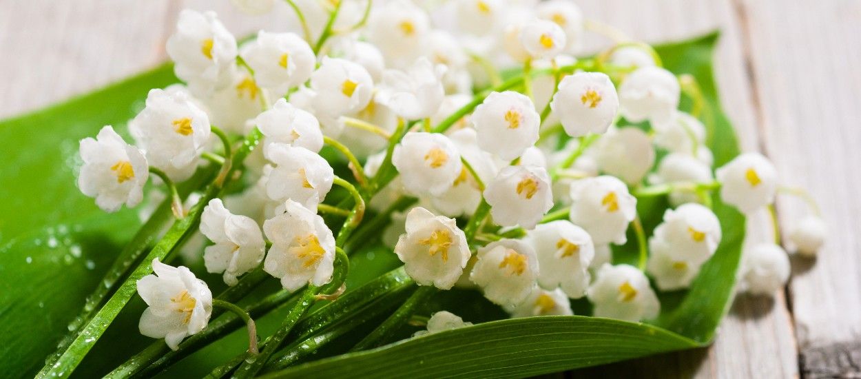 Le Collectif de la Fleur Française organise une collecte pour livrer du muguet aux personnes âgées