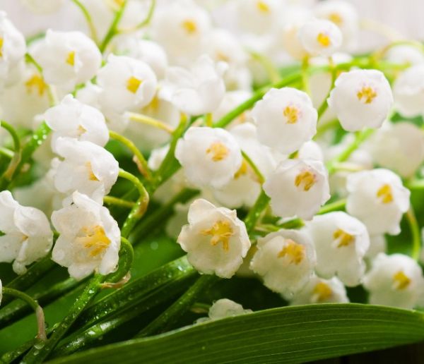 Le Collectif de la Fleur Française organise une collecte pour livrer du muguet aux personnes âgées