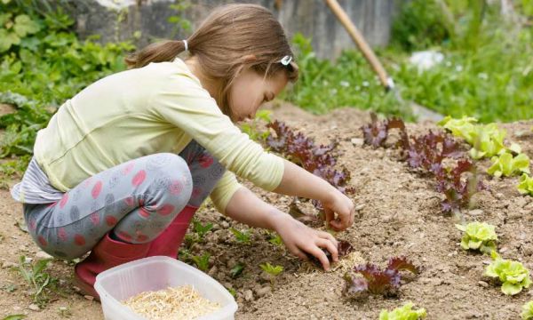 Voici quoi planter dans votre jardin (ou votre jardinière) pour le récolter très rapidement