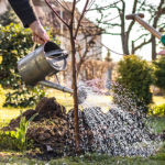 Un vieil homme arrose son jardin près d'une brouette