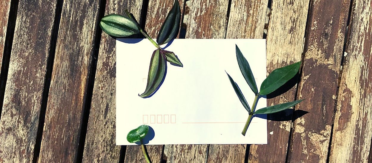 Comment envoyer des boutures par courrier pour offrir des plantes ?