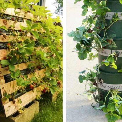 Les 10 meilleures idées gain de place pour cultiver des fraises