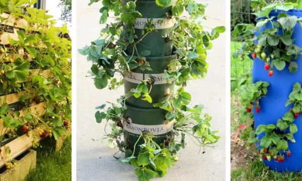 Les 10 meilleures idées gain de place pour cultiver des fraises