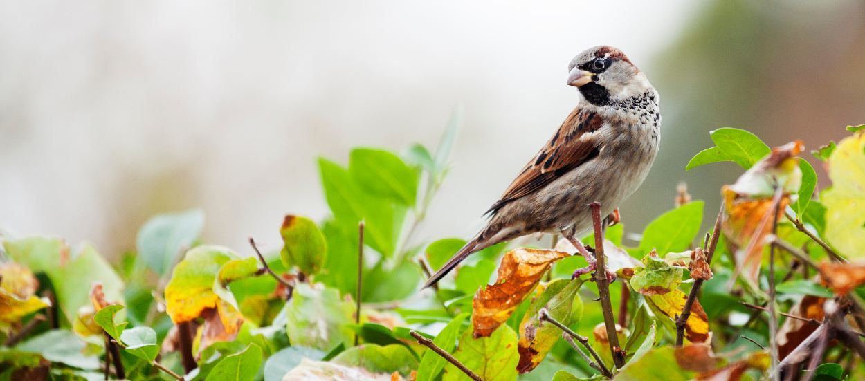 Pourquoi il ne faut pas tailler ses haies au printemps (et autres gestes pour la biodiversité)