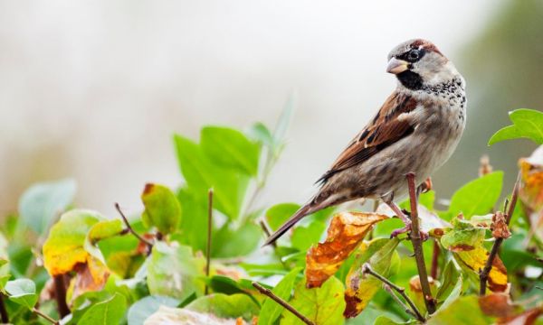 Pourquoi il ne faut pas tailler ses haies au printemps (et autres gestes pour la biodiversité)