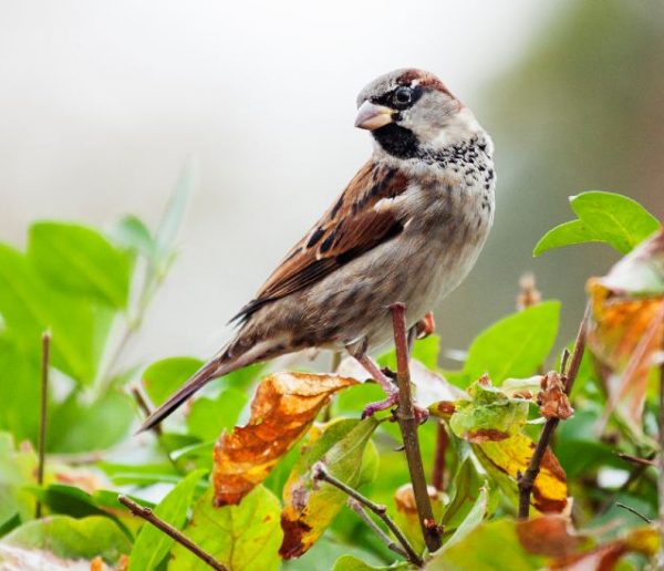 Pourquoi il ne faut pas tailler ses haies au printemps (et autres gestes pour la biodiversité)