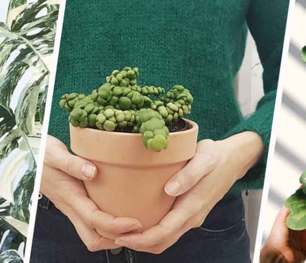 Ces plantes d'intérieur originales que vous ne verrez pas chez les autres