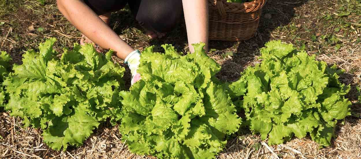 Comment créer son premier potager ? 