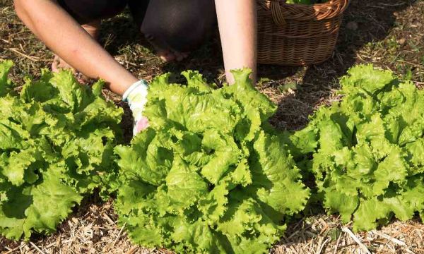 Comment créer son premier potager quand on n'y connaît rien ?