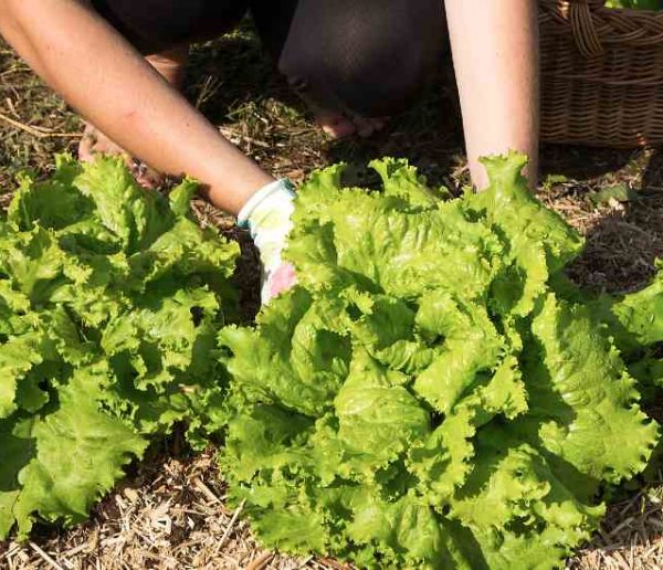 Comment créer son premier potager quand on n'y connaît rien ?