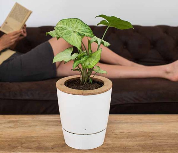 Grâce à ce pot de fleurs, vos plantes 